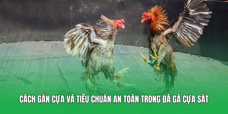 Cách gắn cựa và tiêu chuẩn an toàn trong đá gà cựa sắt
