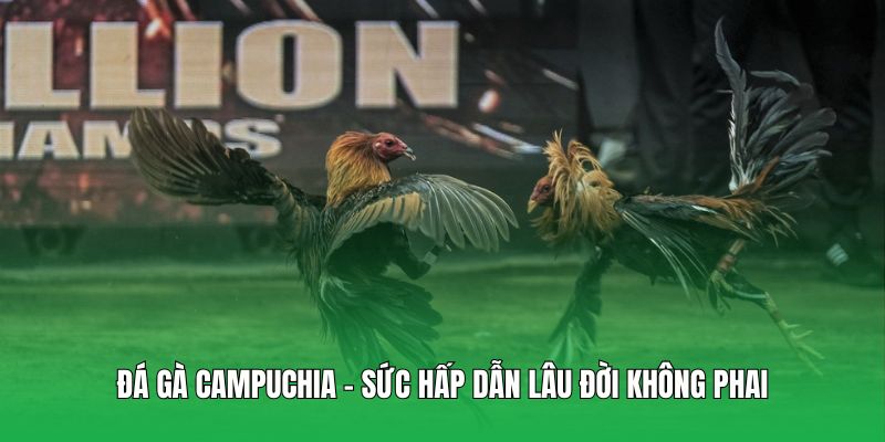 Đá gà Campuchia – Sức hấp dẫn lâu đời không phai