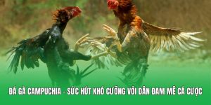 Đá Gà Campuchia – Sức Hút Khó Cưỡng Với Dân Đam Mê Cá Cược