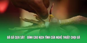 Đá Gà Cựa Sắt – Đỉnh Cao Kịch Tính Của Nghệ Thuật Chọi Gà