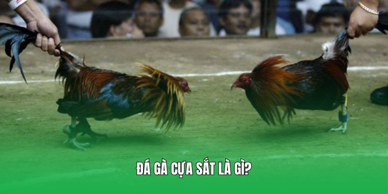 Hiểu khái quát đá gà cựa sắt là gì?