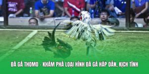 Đá Gà Thomo - Khám Phá Loại Hình Đá Gà Hấp Dẫn, Kịch Tính