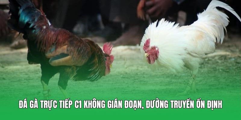 Đá gà trực tiếp C1 không gián đoạn, đường truyền ổn định