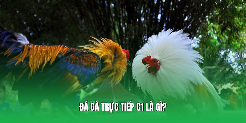 Đá gà trực tiếp C1 là gì?