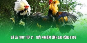 Đá Gà Trực Tiếp C1 – Trải Nghiệm Đỉnh Cao Cùng EV99
