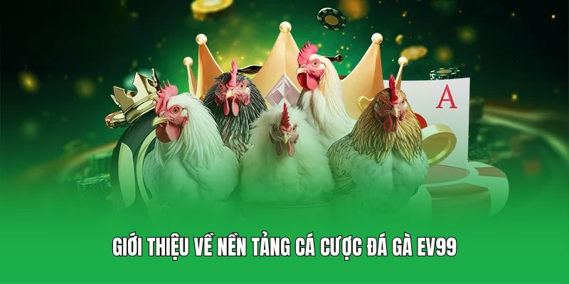 Giới thiệu về nền tảng cá cược đá gà EV99