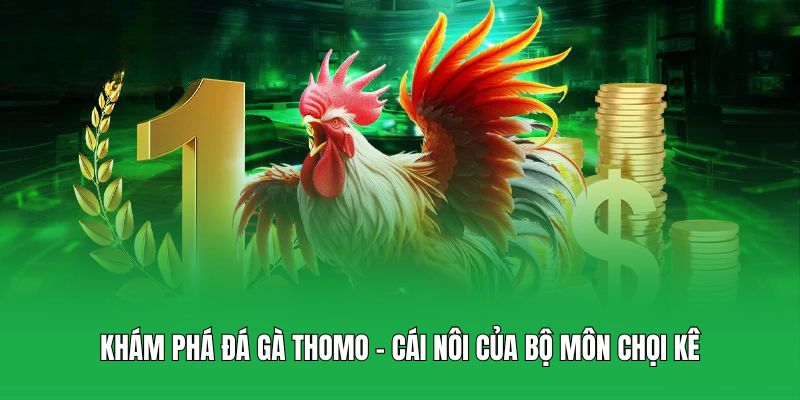 Khám phá đá gà Thomo - Cái nôi của bộ môn chọi kê