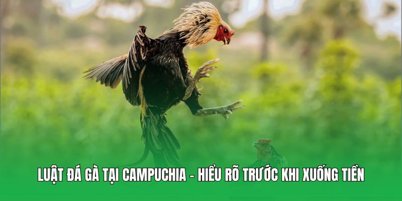 Luật đá gà tại Campuchia – Hiểu rõ trước khi xuống tiền
