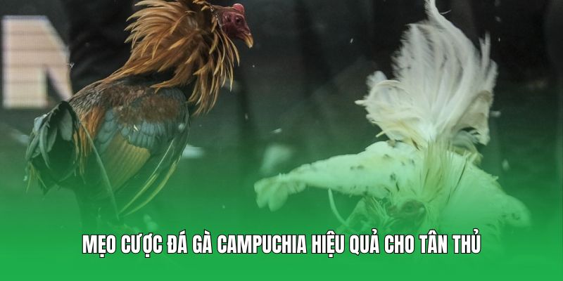 Mẹo cược đá gà Campuchia hiệu quả cho tân thủ