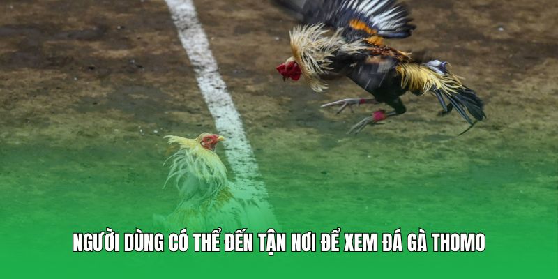 Người dùng có thể đến tận nơi để xem đá gà Thomo