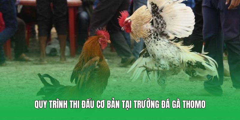 Quy trình thi đấu cơ bản tại trường đá gà Thomo