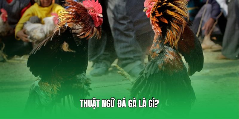 Giải mã khái niệm thuật ngữ đá gà là gì?