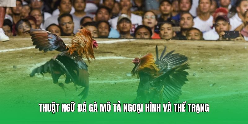 Thuật ngữ đá gà mô tả ngoại hình và thể trạng