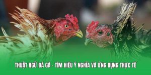 Thuật Ngữ Đá Gà - Tìm Hiểu Ý Nghĩa Và Ứng Dụng Thực Tế